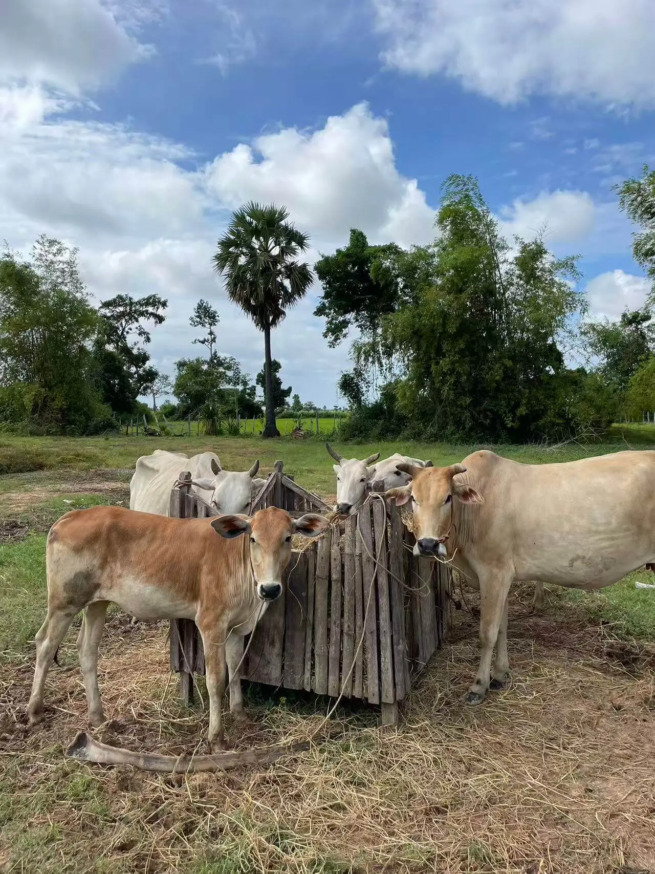 cambodian-scalpers