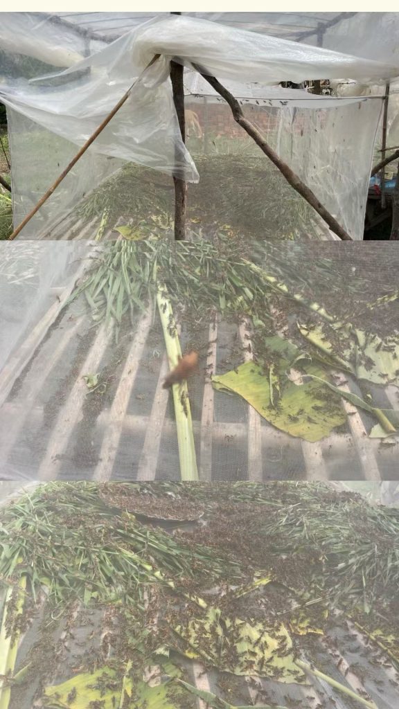 A small-scale grasshopper farm in rural Cambodia, where insects are raised in enclosed mesh structures before being prepared as a crispy street food snack.