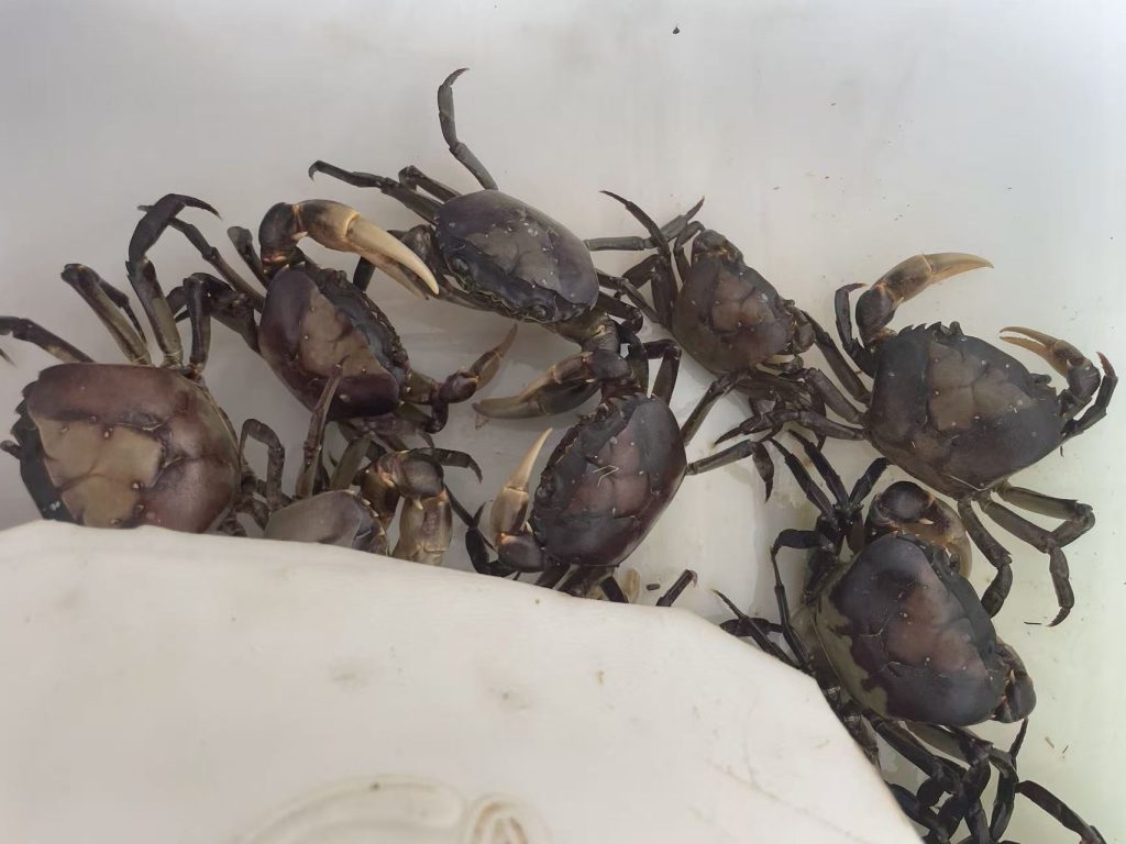 Freshwater crabs caught from Makak Water Reservoir, Cambodia