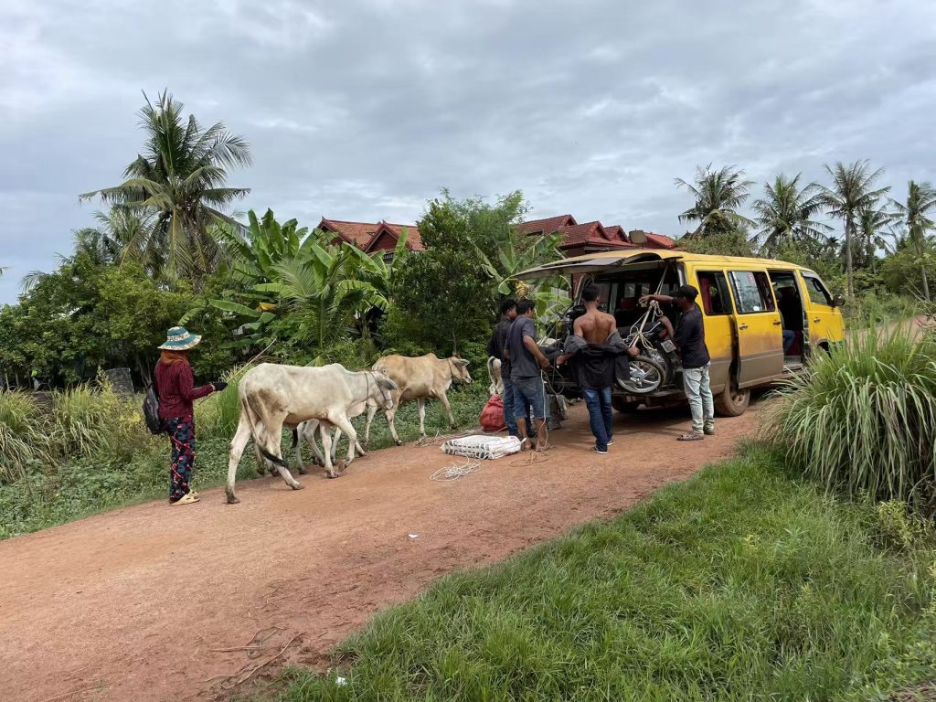 Rural transportation in Cambodia — locals loading a motorcycle into a yellow van while cows walk by on a countryside road.